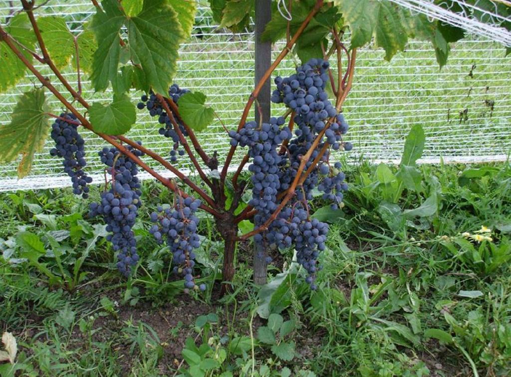Cote St-Hermas Gite Au Vignoble Мирабел Екстериор снимка